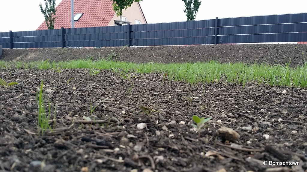 Rasenpflege: Zeitstrahl des Sähens bis zur Rasenpflege › Hausbau in