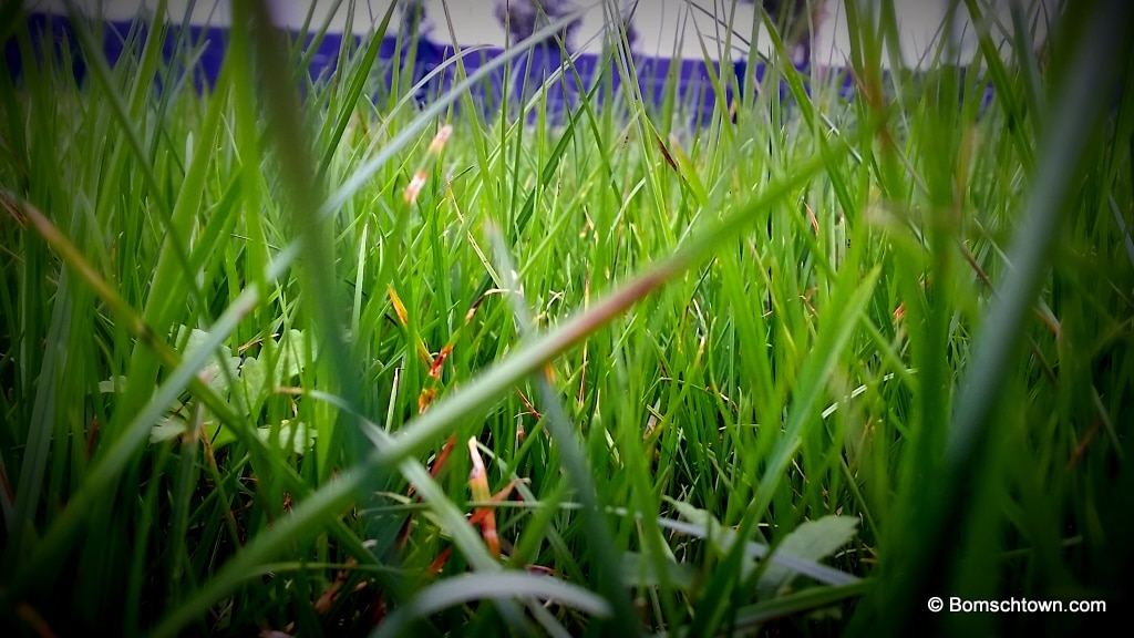 Gras nahansicht